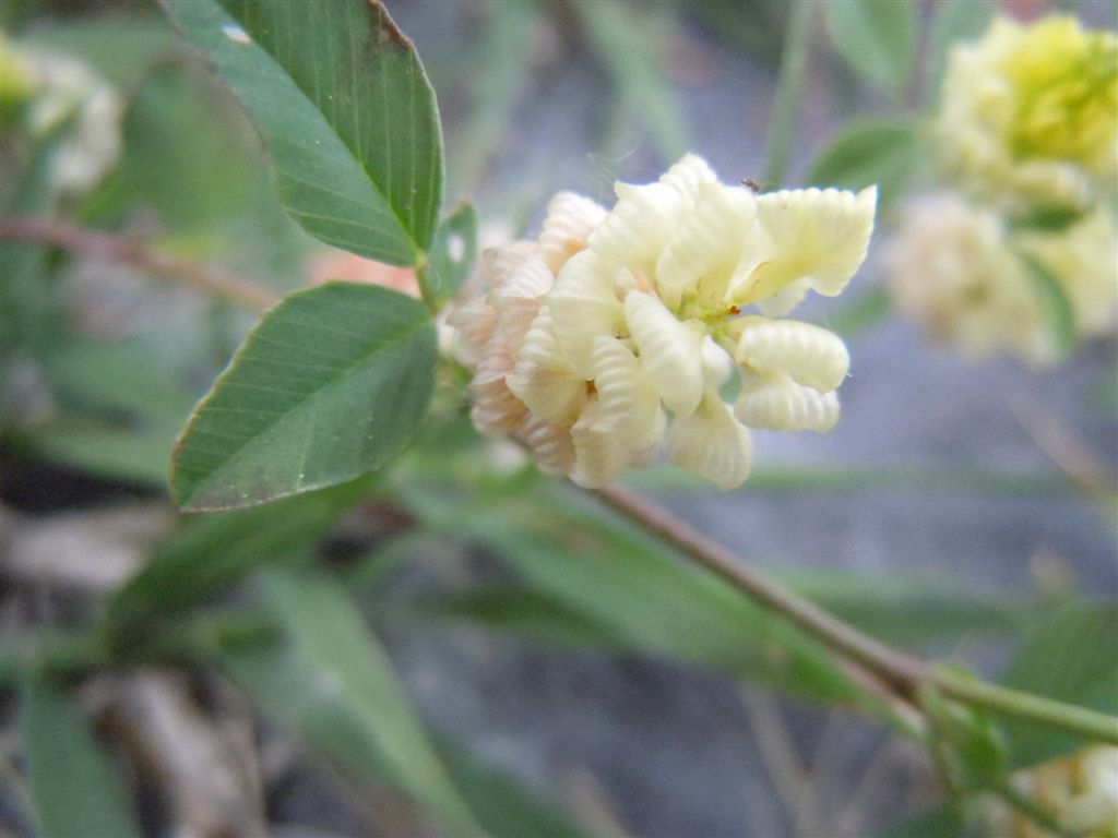 Trifolium campestre / Trifoglio campestre